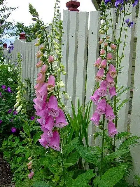 33 idées de clôtures de jardin ornées de superbes fleurs - 259