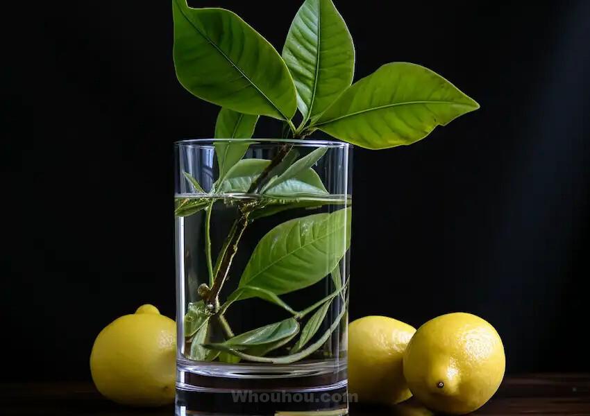 Comment faire pousser des citronniers à partir de feuilles de citronnier