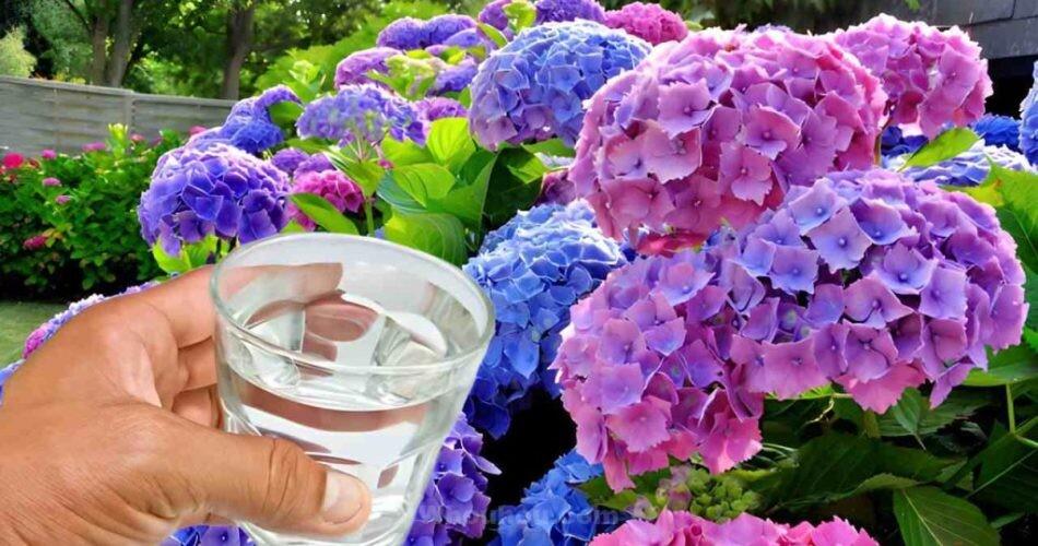 Comment changer la couleur de vos beaux hortensias : il suffit de toucher l’eau